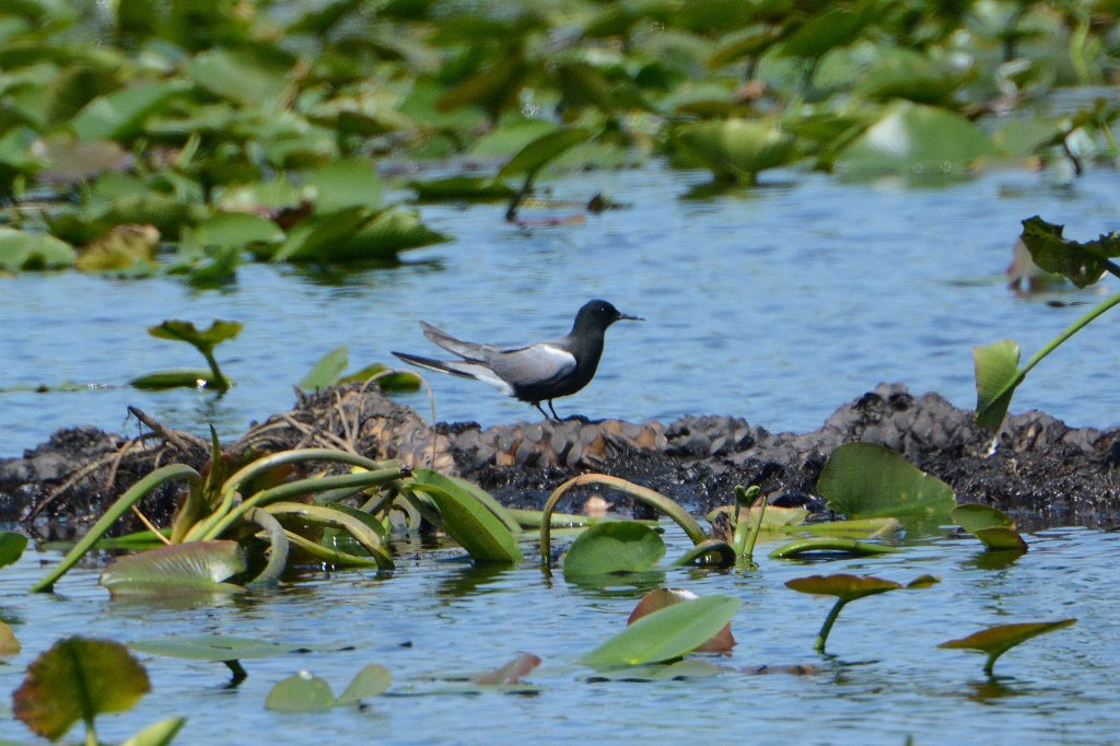 Tern, Black, 2015-05207465 Point Pelee National Park, Ontario, CAb..JPG - Black Tern. Point Pelee National Park, Ontario, CA, 5-20-2015